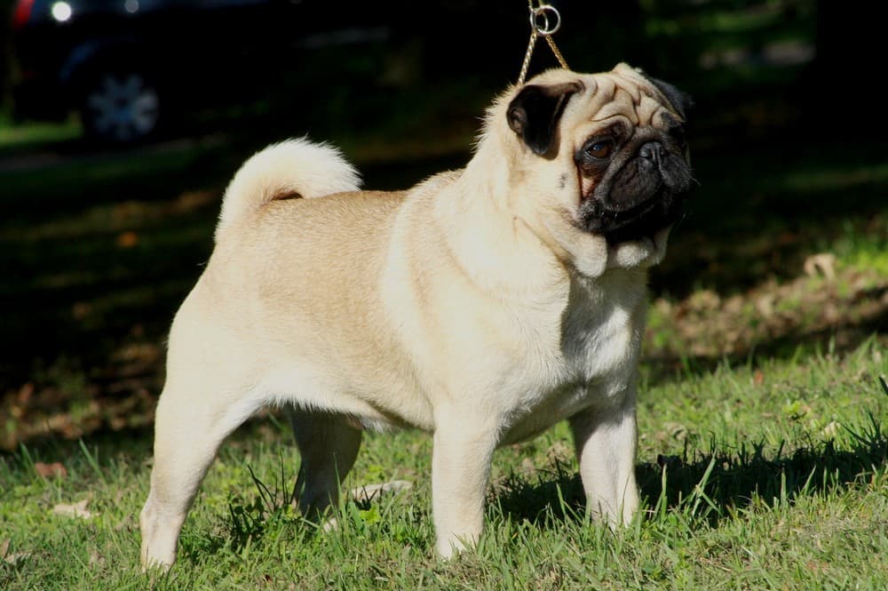 Fawn Pug standing in profile