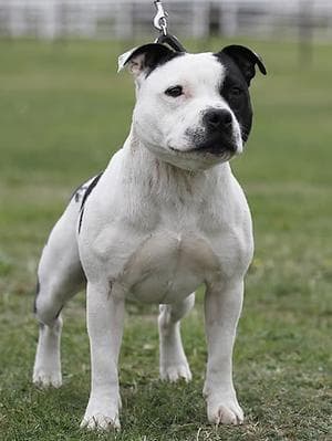 Brindle Staffordshire Bull Terrier (Staffy)